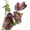 Eurofirany KW/NATU/433/FIOL FIOL