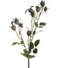 Eurofirany KW/NATU/438/BROWN BROWN