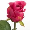 Eurofirany KW/NATU/440/AMA LOVE