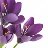 Eurofirany KW/NATU/468/FIOL FIOL