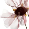 Eurofirany KW/ORGANZA/12/BO BORD