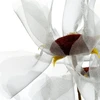 Eurofirany KW/ORGANZA/12/SR SREB