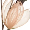 Eurofirany KW/ORGANZA/14/BE smėlio