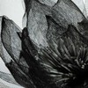 Eurofirany KW/ORGANZA/2/JUODA JUODA