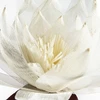 Eurofirany KW/ORGANZA/2/K K