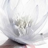 Eurofirany KW/ORGANZA/2/POP POPI