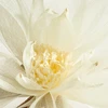 Eurofirany KW/ORGANZA/3/K K