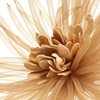 Eurofirany KW/ORGANZA/4/J.B J.BEŻO