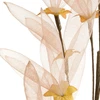 Eurofirany KW/ORGANZA/9/BEŻ BEŻO