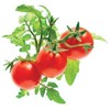 Click Grow Click And Grow SMART HOME MINI TOMATO REFILL/TOM-REFILL-3 CLICK&amp;GROW