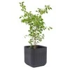 Keter vazonas Cube Planter, 21,5 l, grafito