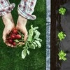 Sodo agrotekstilė 1 m x 50 m + 50 „Plonos“ kaiščių - juoda