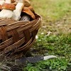 Orion Grybų peilis su sulankstomu ašmeniu