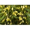 Neem aliejaus purškiklis, 250 ml