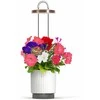 Click And Grow „Click &amp; Grow HydroVase“ – auginkite šviežius augalus patalpose ištisus metus su LED apšvietimu ir savaiminio laistymo sistema – balta