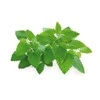 Click & Grow sėklos išmaniajam vazonui - katžolė, 3 vnt.