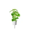 Click & Grow sėklos išmaniajam vazonui - katžolė, 3 vnt.