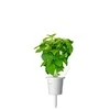 Click and Grow 3 vnt. papildymas - bazilikų sėklos (Cinnamon Basil)