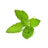 Click & Grow sėklos išmaniajam vazonui - Bazilikas (Holy Basil) 3vnt.