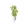 Click & Grow sėklos išmaniajam vazonui - Mairūnas, 3vnt.