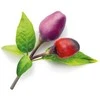 „Click And Grow“ augalų ankštys „Click &amp; Grow“, 9 vnt. pakuotėje – Violetinė čili pipirų