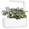 Click & Grow sėklos išmaniajam vazonui - Pilkšvalapė žilė (Dusty Miller), 3 vnt.