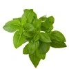 Click and Grow 3 vnt. papildymas - nykštukinio baziliko sėklos (Dwarf basil)