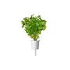 Click and Grow Smart Garden 3 vnt. papildymas - petražolių sėklos