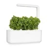 Click and Grow 3 vnt. papildymas - nykštukinio baziliko sėklos (Dwarf basil)