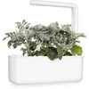 Click & Grow sėklos išmaniajam vazonui - Pilkšvalapė žilė (Dusty Miller), 3 vnt.