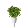 Click and Grow 3 vnt. papildymas - nykštukinio baziliko sėklos (Dwarf basil)