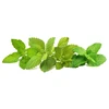 Click &amp; Grow sėklos išmaniajam vazonui - Raminančių arbatinių žolelių mišinys (PPMCTX9) 9vnt.