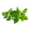 Click And Grow Basil „Click &amp; Grow“ augalų ankštys, 9 vnt. pakuotėje – bazilikų mišinys