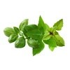 Click And Grow Basil „Click & Grow“ augalų ankštys, 9 vnt. pakuotėje – bazilikų mišinys