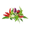 Click And Grow Click &amp; Grow sėklos išmaniajam vazonui - Čili pipirų sėklos, 9vnt.