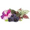 Click And Grow Click &amp; Grow Plant Pods 9-Pack - Vibrant Flower Mix