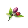 Click &amp; Grow sėklos išmaniajam vazonui - Violetiniai čili pipirai (SGR46X3) 3vnt.
