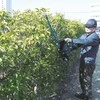 Akumulatorowe nożyce do żywopłotu 18V Li-Ion 1x5,0Ah, ilgis cięcia 60cm, Makita [DUH602RT] + Dovana rękawice i olej