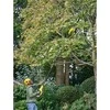 STANLEY V20 SFMCPS720B teleskopinis genėtuvas 20cm BL