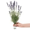 AmeliaHome ARTFLOWER/AH/LAVI/27/1PC