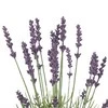 AmeliaHome ARTFLOWER/AH/LAVI/27/1PC