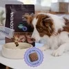 Šunų maistas - ADDVENA Boosted by Superfoods Suaugusiųjų Vidutinio/Didelio Mėsos 2.5kg