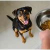 Butchers BUTCHER’S Natural & Healthy Dog su jautiena – sausas šunų pašaras – 10kg