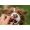 Contipro Geloren small dog suplement šuniui - 180g