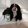 PAKA ZWIERZAKA PEPE kalakutiena mono - wet dog food - 400g