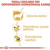 Royal canin bhn chihuahua adult - mokra maistas šuniui dorosłego - 12x85g