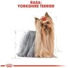 Royal Canin Bhn Yorkshire Terrier Adult - šlapias maistas suaugusiems šunims - 12x85g