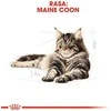 Royal Canin FBN Cat Maine Coon 4kg