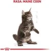 Royal canin fbn maine coon kitten - sausas maistas dla kociąt - 4kg