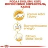 Royal canin fbn maine coon - mokra maistas dla dorosłego kota - 12x85g